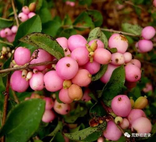 观赏植物 毛核木属 雪果