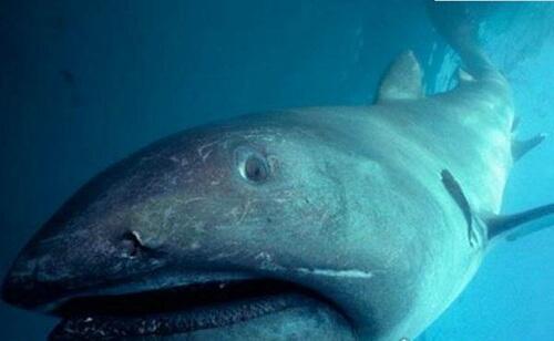 世界上最可怕的鲨鱼排行榜