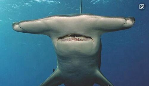 世界上最可怕的鲨鱼排行榜
