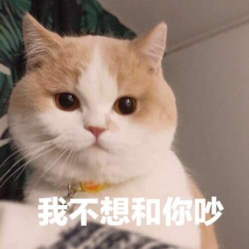 猫咪 离家出走 就再也不回来了 原因有5个