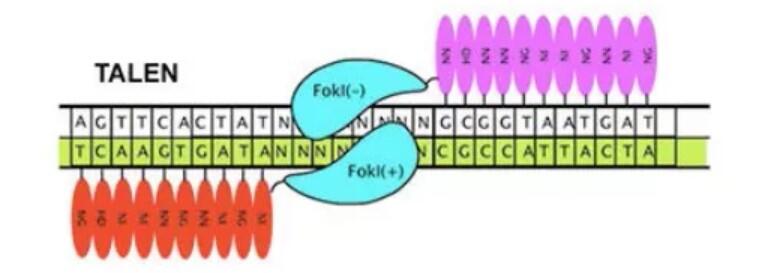 珍藏版 史上最全的基因编辑常用技术指南