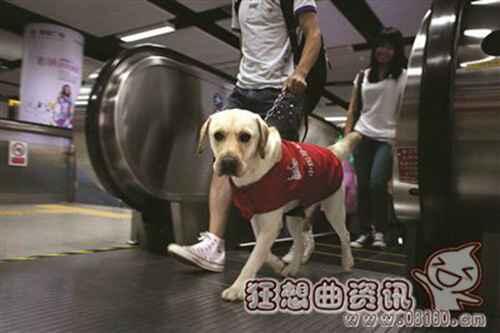 中国导盲犬使用情况的现状