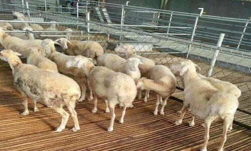 小型养羊场如何建设 养羊赚钱必备知识 如何年收入10万以上