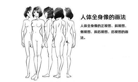 女生身体肌肉结构体块讲解