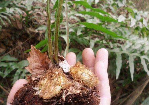 石生姜的功效与作用 石生姜的药用价值