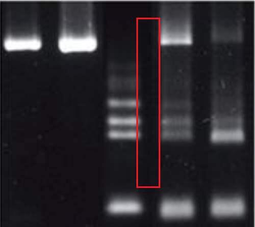 那些改变了世界生物学走向的女人们之小保方晴子