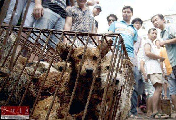 媒体揭秘地下斗犬图片