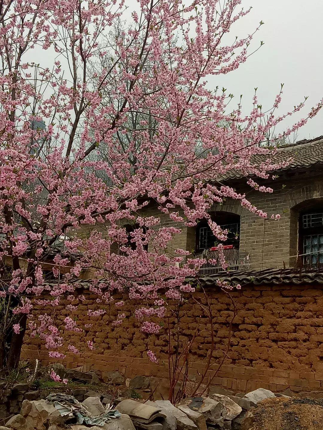 瓮山村 雨打桃花落