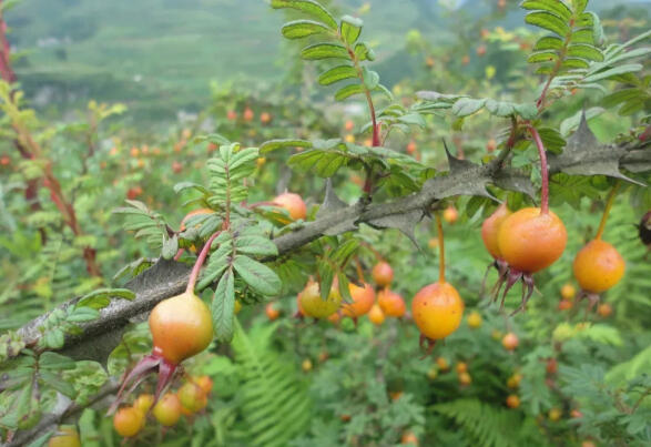 《游子谣》大山里的歌声