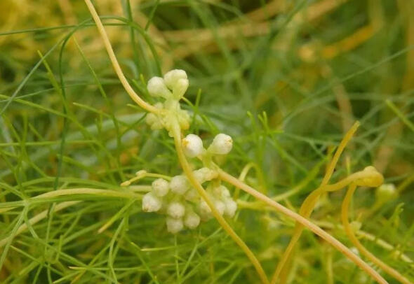 植物趣谈|菟丝子