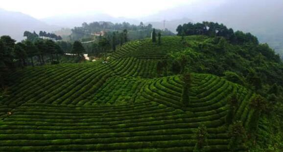 巴山深处看茶园