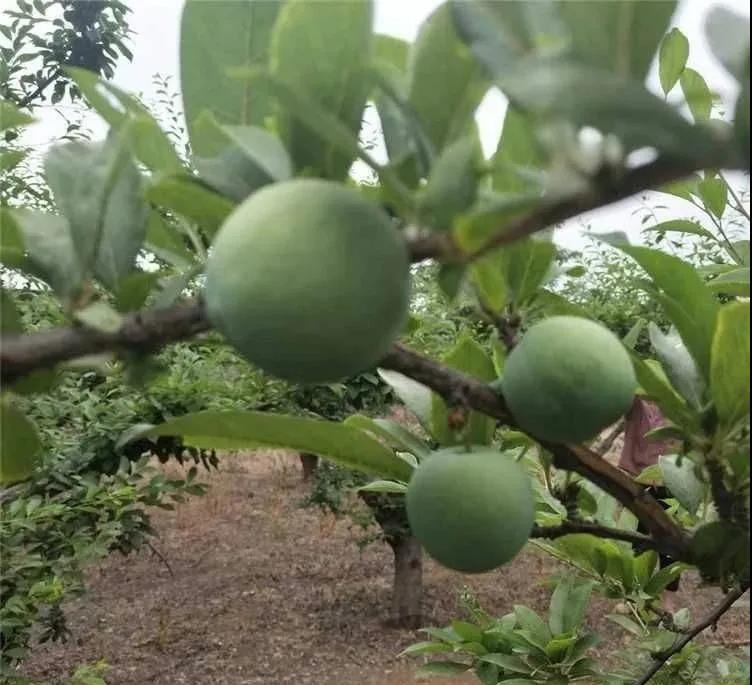 植物趣谈｜白糖李