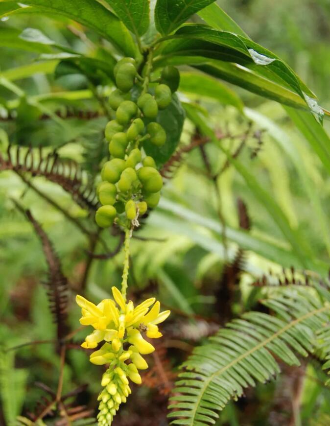 植物趣谈｜黄花倒水莲