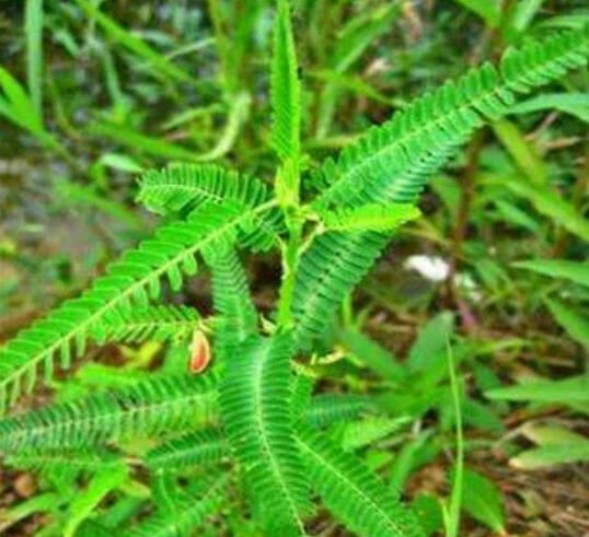 植物趣谈｜禾镰草