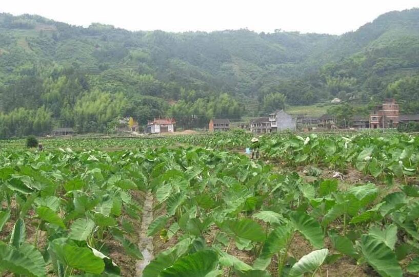 雨还没有完全停。再看鸭子，早把芋荷叶吃完了。