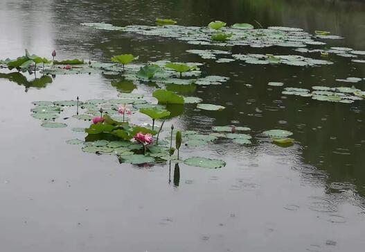 残荷不念初生时， 兀自凋零点清池