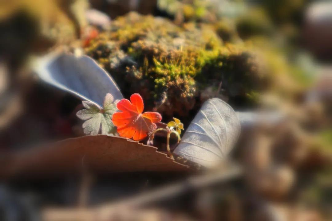 冬林，遇见及野老鹳草叶美胜花