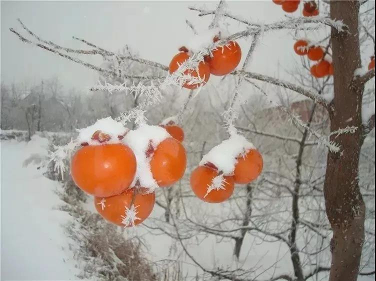 怀念你，冬的雪