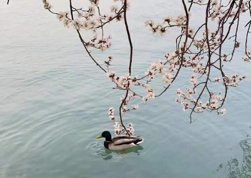 春风入怀，有花盛开