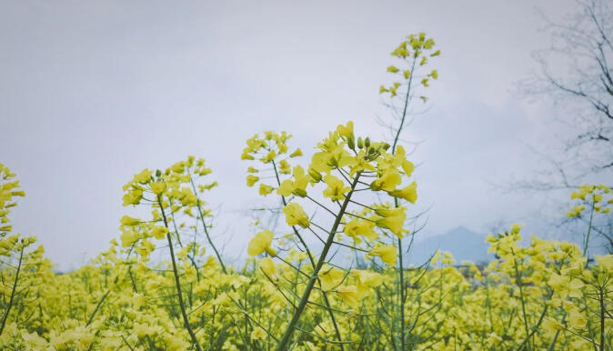 地表上青苔生长