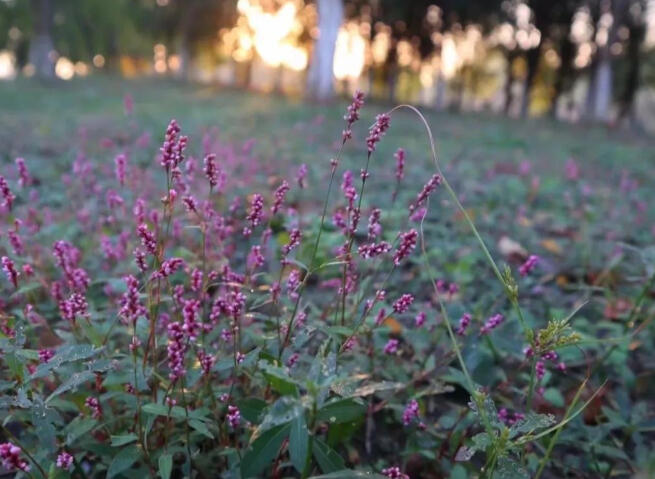 蓼花遍地红，宁子来看我