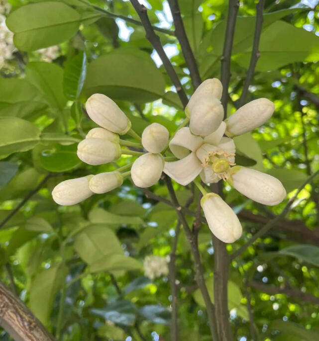 柚子花开