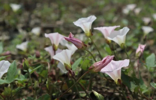 林下不见蕨，一朵野花开荒地上