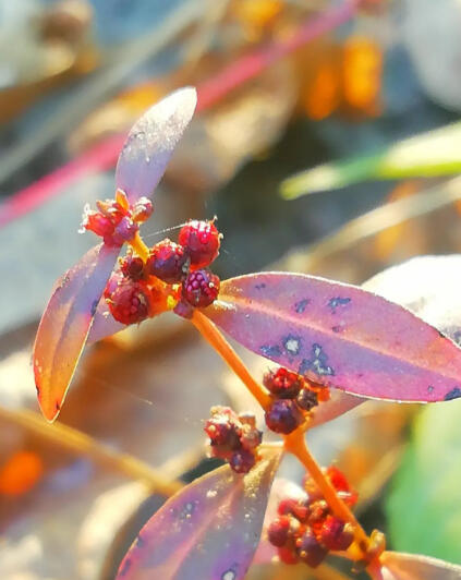 愿做一棵温柔的多花水苋菜