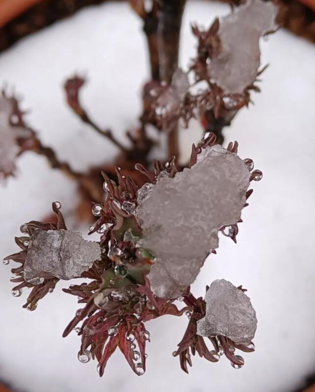 昨日一场桃花雪