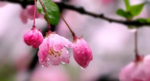 阳光贝语—–春雨