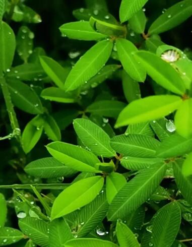 夏天的雨