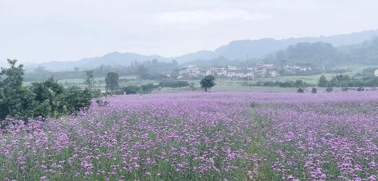 《吸血鬼日记》马鞭草：最成功的紫薰“模仿者”