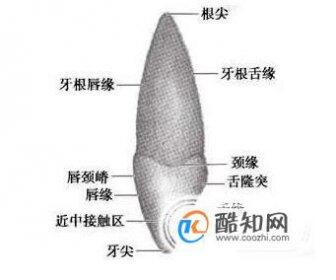 牙齿的结构图及名称图片