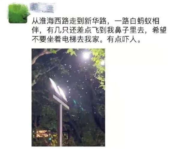 上海白蚁灾害爆发 刘畊宏边直播边打白蚁