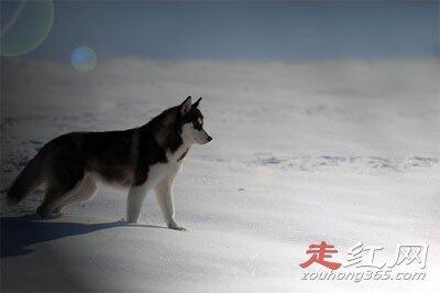 雪地哈士奇诡异笑容怎么回事 其实是微笑狗事件吧