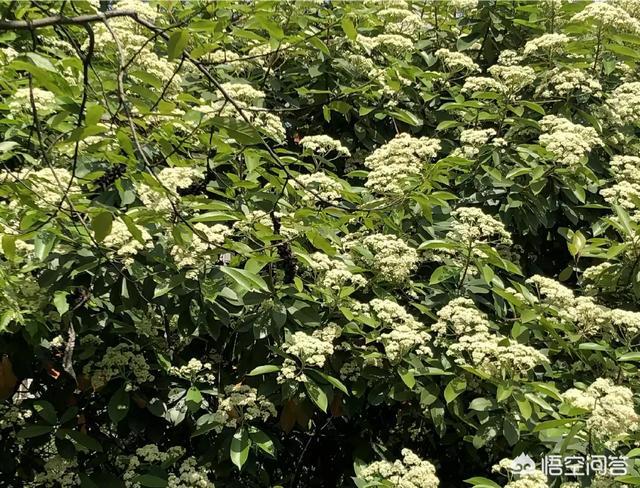 石楠花的味道是什么梗 开花那么臭优点却很多