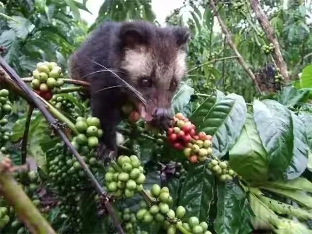 猫屎咖啡真的是猫屎吗 猫屎咖啡是怎么来的